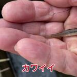 手賀沼で小物釣り「久しぶりのタナゴ」
