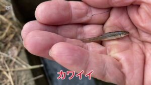 手賀沼で小物釣り「久しぶりのタナゴ」