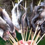 山の土地にながれる川で、アマゴ釣りまくってその場で即炭火焼きしてみた！