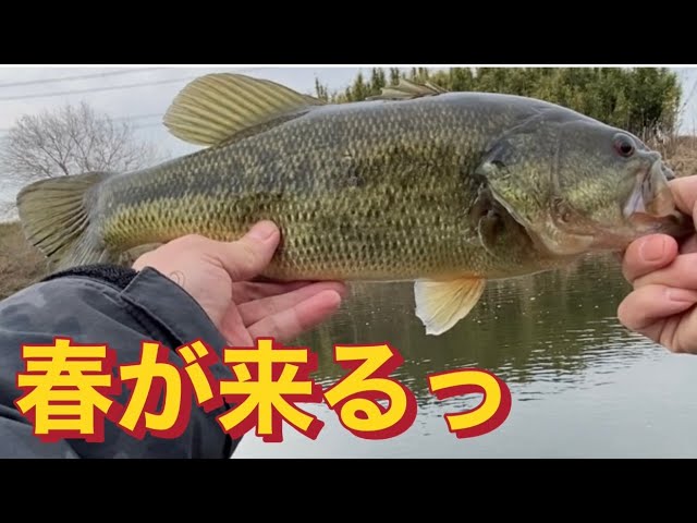 小貝川バス釣り 三寒四温との闘い! おかっぱり バス釣り