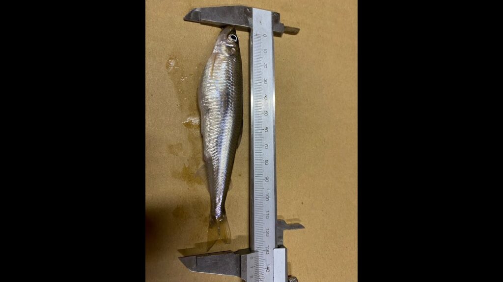 今までで一番楽しかったワカサギ釣り【桧原湖】