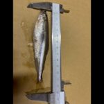 今までで一番楽しかったワカサギ釣り【桧原湖】