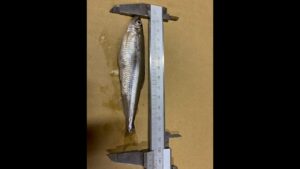 今までで一番楽しかったワカサギ釣り【桧原湖】