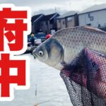 魚が年中イキイキしている水温高い管理釣り場 府中へら鮒センターでへらぶな釣り