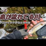 【渓流釣り】ちょっと温泉が流れている川にはヒレが短い岩魚がいた～木曽川～寒い川は魚が動いてません
