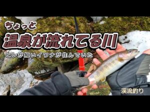 【渓流釣り】ちょっと温泉が流れている川にはヒレが短い岩魚がいた～木曽川～寒い川は魚が動いてません