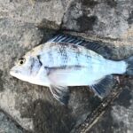 南浜名湖の釣り　魚釣れています