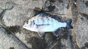南浜名湖の釣り　魚釣れています