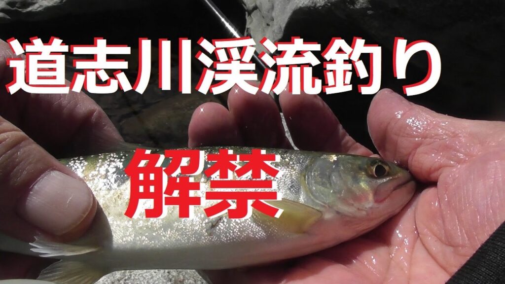 【２０２５渓流釣り解禁】道志川渓流釣りに行ってきました。