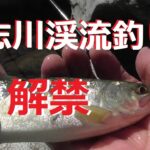 【２０２５渓流釣り解禁】道志川渓流釣りに行ってきました。