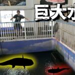 すごい釣り堀見つけた