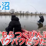 びん沼へらぶな釣り！雪がちらつくびん沼はへらぶな爆釣！バクバクだった！