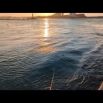 最速直近浜名湖釣果情報📢春と言えばの青物が絶賛回遊中🐟️