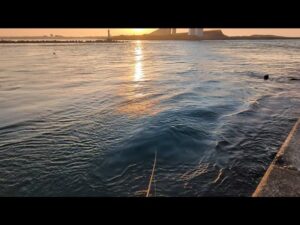 最速直近浜名湖釣果情報📢春と言えばの青物が絶賛回遊中🐟️