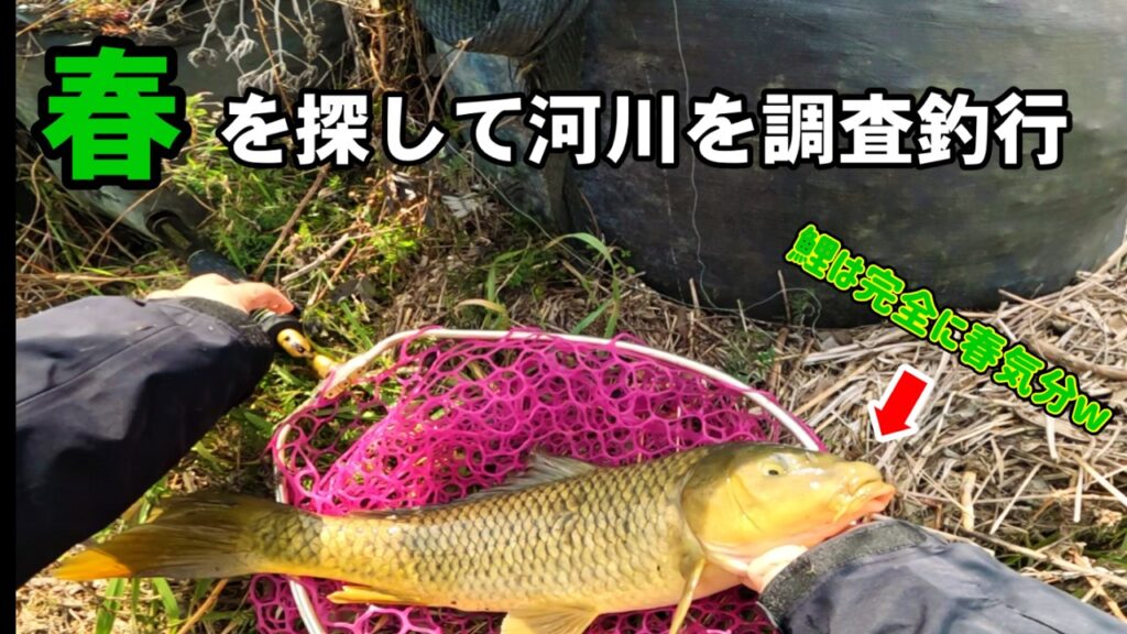 鯉は動きだしてました！！春を探して河川調査…途中ナマズも発見しました。