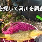 鯉は動きだしてました！！春を探して河川調査…途中ナマズも発見しました。