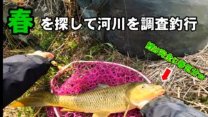 鯉は動きだしてました!!春を探して河川調査…途中ナマズも発見しました。