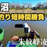 【ヘラブナ釣り】びん沼底釣り。短時間でも魚の顔が見れる季節になってきた。