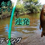 【手賀沼水系】浅瀬ウェーディング　カリブトジャパン　ブラックマリア　バス釣り