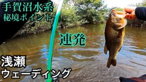 【手賀沼水系】浅瀬ウェーディング　カリブトジャパン　ブラックマリア　バス釣り