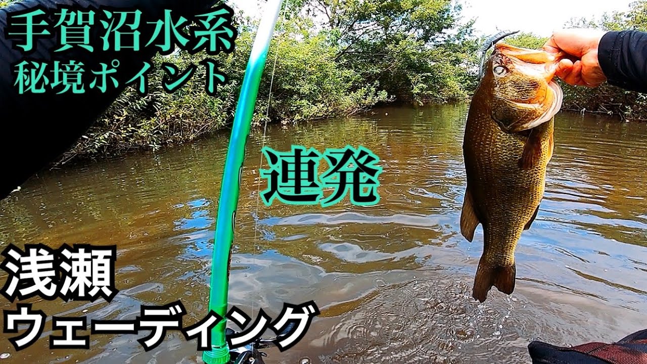 【手賀沼水系】浅瀬ウェーディング カリブトジャパン ブラックマリア バス釣り