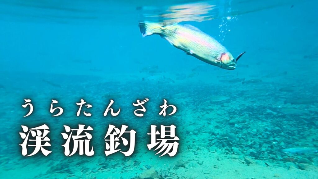 静寂が包む雪景―碧き渓流管理釣り場に舞う美しきトラウトたち【管理釣り場】【エリアトラウト】【渓流ベイト】