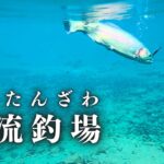 静寂が包む雪景―碧き渓流管理釣り場に舞う美しきトラウトたち【管理釣り場】【エリアトラウト】【渓流ベイト】