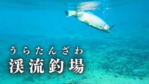 静寂が包む雪景―碧き渓流管理釣り場に舞う美しきトラウトたち【管理釣り場】【エリアトラウト】【渓流ベイト】