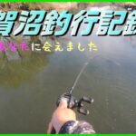 【バス釣り】手賀沼に様子見に行ったらバスに会えました。　＃へドン　＃トップウォーター　＃手賀沼