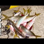 立ち寄った漁港で釣りしてみたらバグってた。