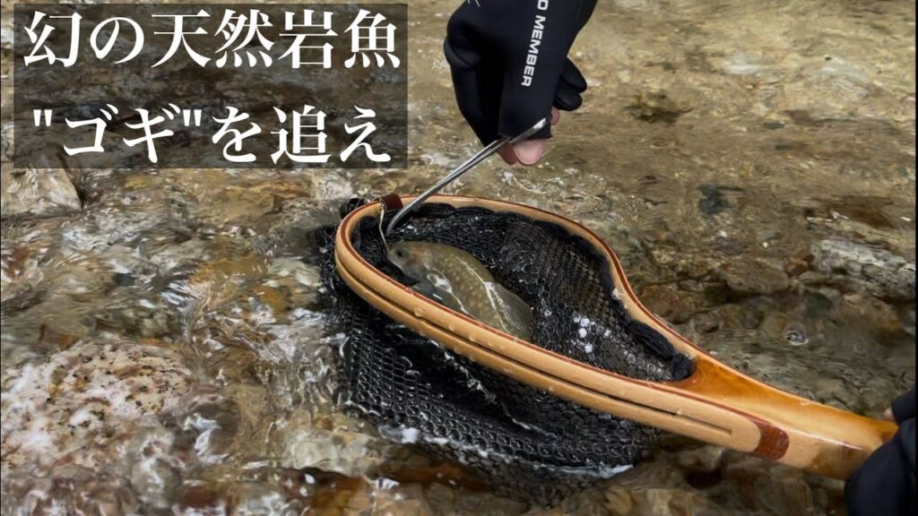 【渓流釣り】解禁したから幻の天然岩魚"ゴギ"を釣りに行く