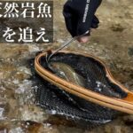 【渓流釣り】解禁したから幻の天然岩魚"ゴギ"を釣りに行く