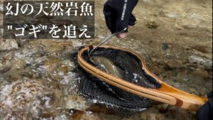 【渓流釣り】解禁したから幻の天然岩魚"ゴギ"を釣りに行く