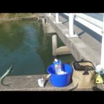 【浜名湖釣り】🎣浜名湖（サヨリ秘境橋）八の字にて回遊中🐟