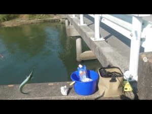 【浜名湖釣り】🎣浜名湖(サヨリ秘境橋)八の字にて回遊中🐟