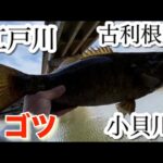 ただ投げるだけ。ヤマタヌキぽっけにあれば良い？またも埼玉の洗礼