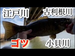 ただ投げるだけ。ヤマタヌキぽっけにあれば良い？またも埼玉の洗礼