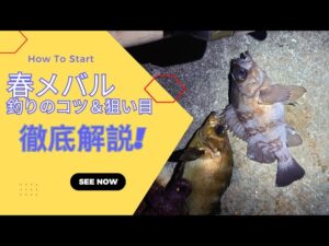 【春メバル徹底解説!】初めてでも楽しめる!釣りのコツ&狙い目