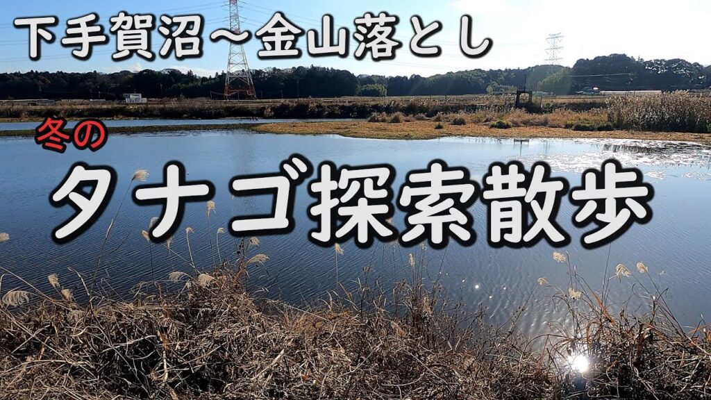 【タナゴ釣り】金山落としから下手賀沼釣り散歩