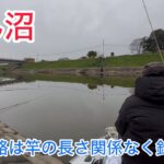 びん沼放水路でへらぶな釣り。短竿でも釣れるようになってきた！型はいい！