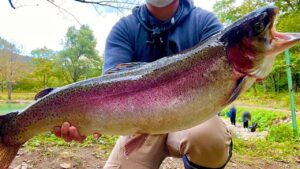 【衝撃映像】怪物級の超巨大サーモンが潜む釣り場がヤバ過ぎた...