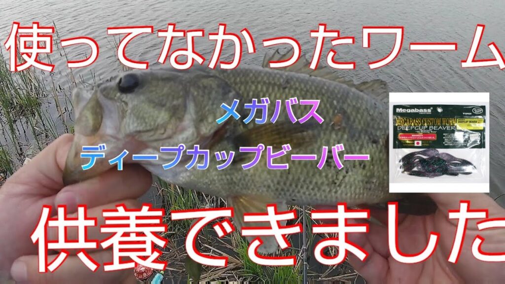 【近藤沼】【バス釣り　春】眠っていた古いワームだけを使って釣りしてみた 【メガバス】