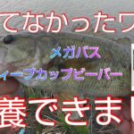 【近藤沼】【バス釣り　春】眠っていた古いワームだけを使って釣りしてみた 【メガバス】