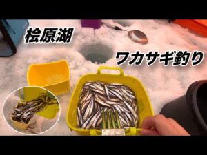 【爆釣】夫婦揃ってシーズン記録更新！#夫婦でワカサギ釣り#氷上ワカサギ釣り