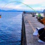 【妻ひとり】今だけ釣れる巨大アジ！！　夫に食べさせたい！！　不安ながら狙いに行くと・・・