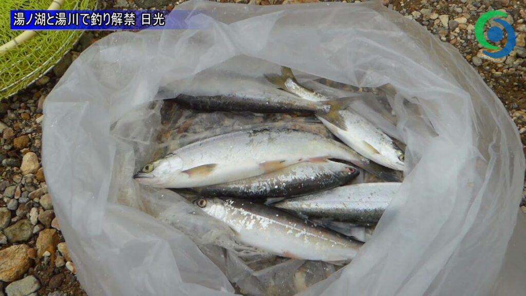 湯ノ湖と湯川で釣り解禁 日光