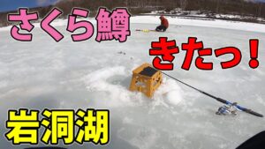 【わかさぎ釣り】ワカサギにさくら鱒が喰い付いた！岩洞湖。