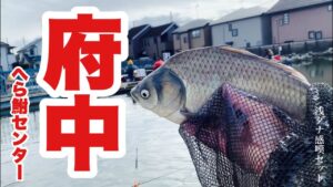 魚が年中イキイキしている水温高い管理釣り場 府中へら鮒センターでへらぶな釣り