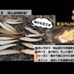 横浜市 本牧海釣り施設 シロギス 釣り