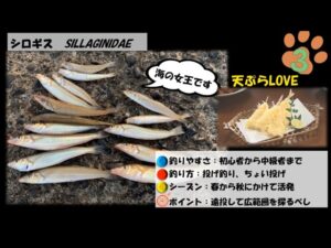 横浜市 本牧海釣り施設 シロギス 釣り